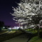 夜桜その１