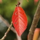 2009年　紅葉