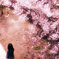 桜の下で