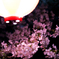 宿河原・夜桜1
