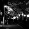 宿河原・夜桜6