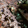 宿河原・夜桜7