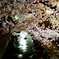 宿河原・夜桜8