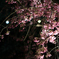 宿河原・夜桜9