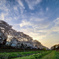 野川の桜