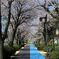 現場での桜