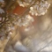 桜の木は夜なのか？