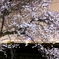 夜、桜はどう咲く？
