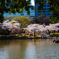 桜咲く庭園＃2