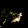 暗闇に桜一つ