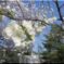 白い桜