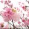 八重桜