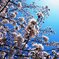 快晴に桜はよく似合う