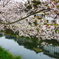 戸根川の桜