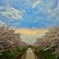 桜と僕と時々、彩雲
