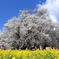 一心行の桜1