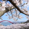 音戸の瀬戸公園の桜　2