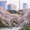 東京、桜模様
