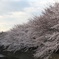 仙川の桜