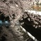 仙川ライトアップ