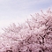 春の花２