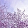 春の花４
