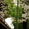 雨の増上寺
