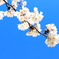 さくらと青空