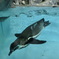 鳥羽水族館
