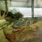 鳥羽水族館