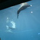 鳥羽水族館
