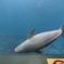 鳥羽水族館