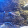 鳥羽水族館