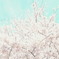 花を見るということ。