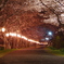夜桜の道