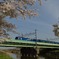 桜咲く春の北斗星
