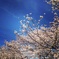 蒼と桜と。