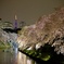 東京の春の風景