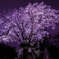 六義園 2014 春5