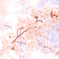 撩乱の桜