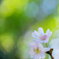 十月桜