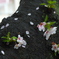先にいく花、咲きを楽しむ桜