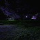 Cherry Blossoms in the Night of Memories