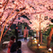 夜桜