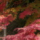 高野山にて8