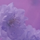 桜色に染まる春　～糸括（いとくくり）～