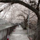 『桜のトンネル』