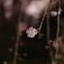 枝垂桜