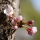 新たな桜が。。。