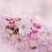 桜色　～SAKURA2014～